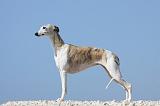 WHIPPET 171